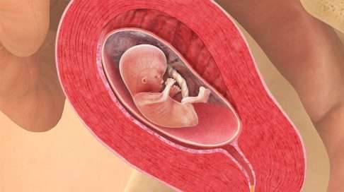 14. raskausviikko – pienet sormen- ja varpaankynnet ovat jo kehittyneet sikiölle.