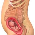 22_raskausviikko_nainen_420