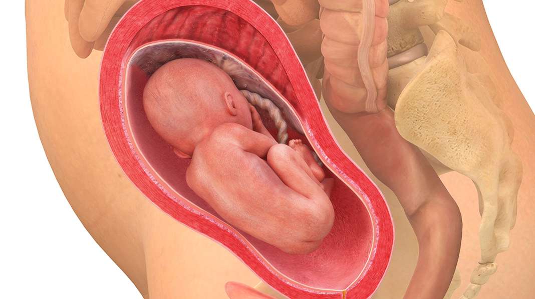 24. raskausviikko – tutkimuksista tiedetään, että sikiö voi nyt kuulla, sillä se reagoi koviin ääniin.