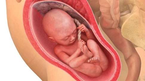 27. raskausviikko – aivojen ulkokuori kehittyy vilkasta vauhtia, ja aistit tarkentuvat.