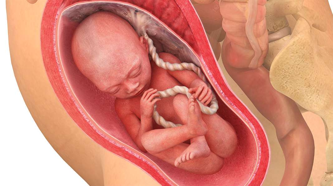 28. raskausviikko – tällä viikolla sikiö avaa ensi kerran silmänsä!