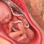 28_raskausviikko_980x549