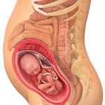 28_raskausviikko_nainen_420