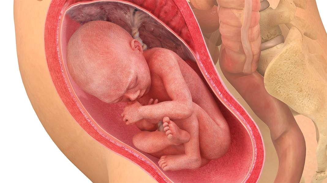 29 raskausviikko – sikiön keuhkot ovat jo niin kehittyneet, että ilman hengittäminen onnistuisi.