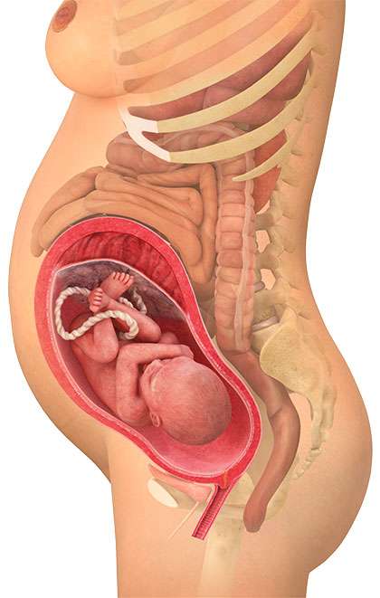 31. raskausviikko eli RV31