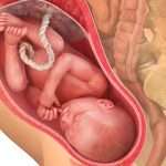 35. raskausviikko – lapsi avaa silmänsä ollessaan hereillä ja sulkee ne nukkuessaan, vaikkei vielä nääkään muuta kuin pimeyttä.