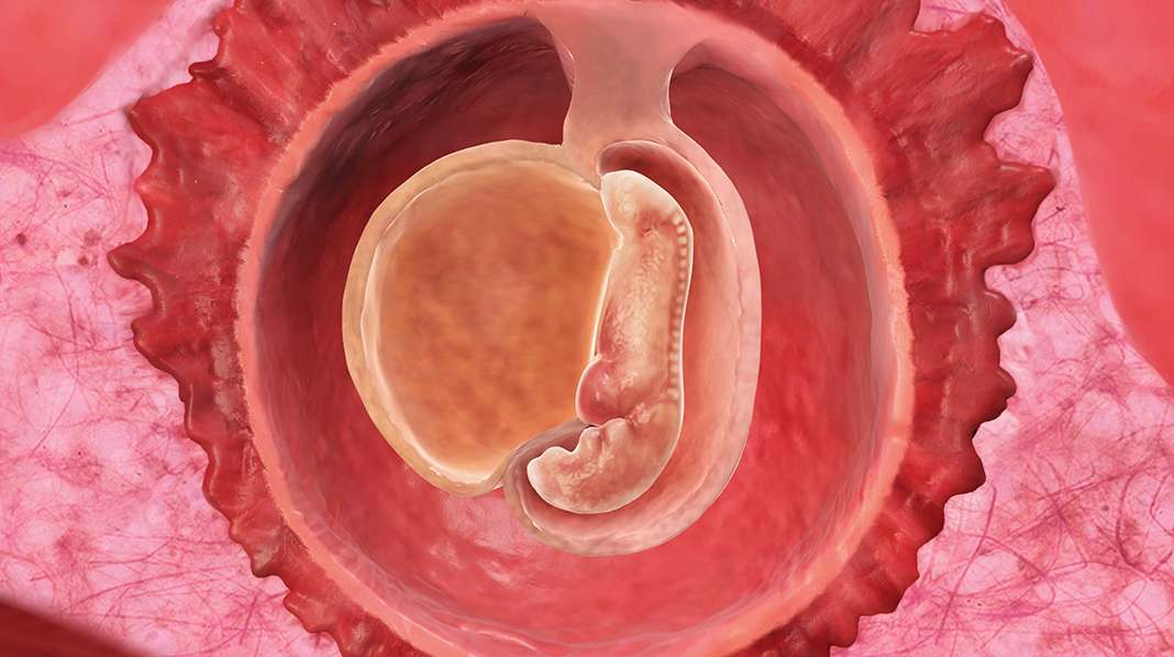 6. raskausviikko – tällä viikolla alkion sydän ja aivot alkavat todenteolla kehittyä.