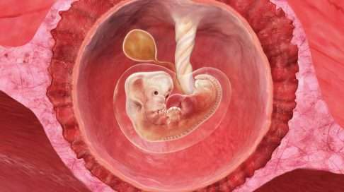 8. raskausviikko – sentin mittaisen alkion sydän lyö jo vimmatusti ja erottuu varhaisultrassa.