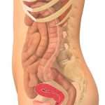 8_raskausviikko_nainen_420