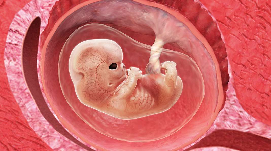 10. raskausviikko – alkio alkaa liikkua tällä viikolla ensimmäisiä, refleksinomaisia liikkeitään.