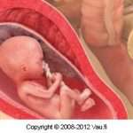 raskausviikko_20-2-1