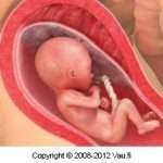 raskausviikko_21-2-1