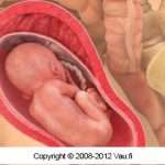 raskausviikko_24-2-2