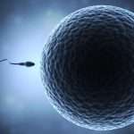 simo_siittio_ja_munasolu_980-2-3