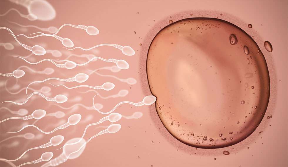 Inseminaatiohoidossa sperma viedään ovuloivan naisen kohtuun. Onnistumisen todennäköisyys on noin 15 %. Kuva: iStock.