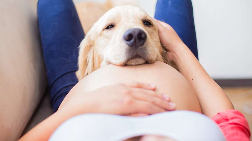 Omistajan raskaus voi muuttaa koiran käytöstä. Hellyydenkaipuu ja syliin tunkeminen voivat lisääntyä. Kuva: iStock