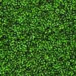 green-hedge-picture-id182375624