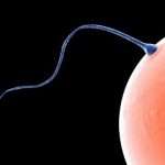 siittio_tyontyy_munasoluun_420-2