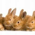 vauvabuumi_puput_420-2