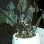 b8e5174185aa43688db4d0dd7c2b872c-1