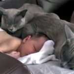 vauva_kissa_980x549-3-2