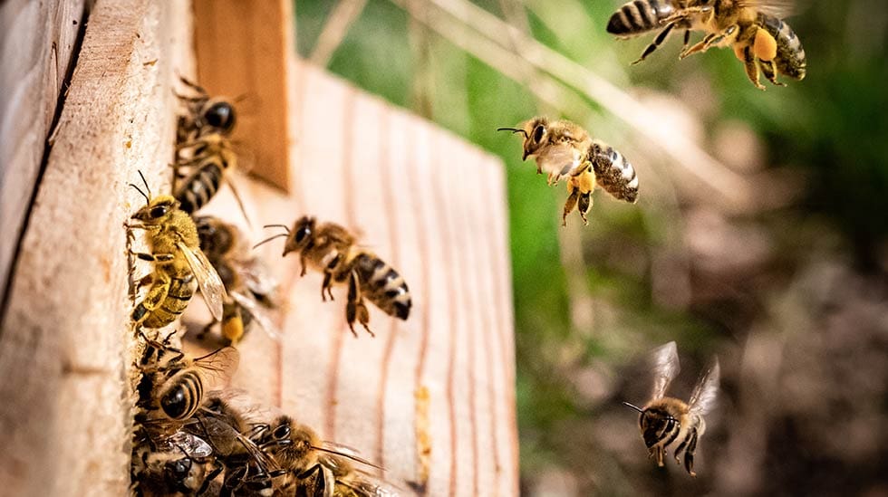 Mehiläisiä työn touhussa. Mehiläinen on huomattavasti rauhallisempi kuin ampiainen, mutta puolustaa kuitenkin tarvittaessa pesäänsä. (Kuva: Kai Wenzel/Unsplash)