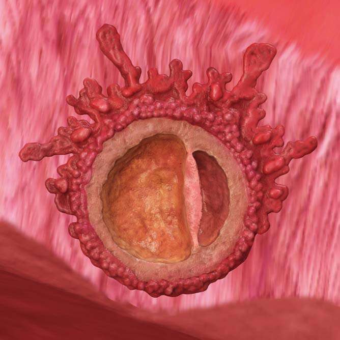 Embryot har fäst sig i livmodern och moderkakan bildas.