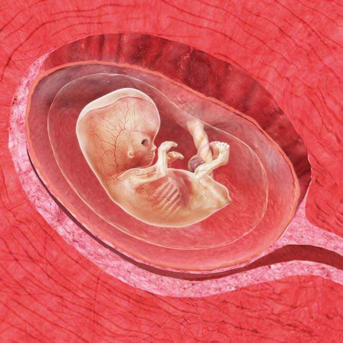 Alla organ är utvecklade – babyn är nu ett foster.