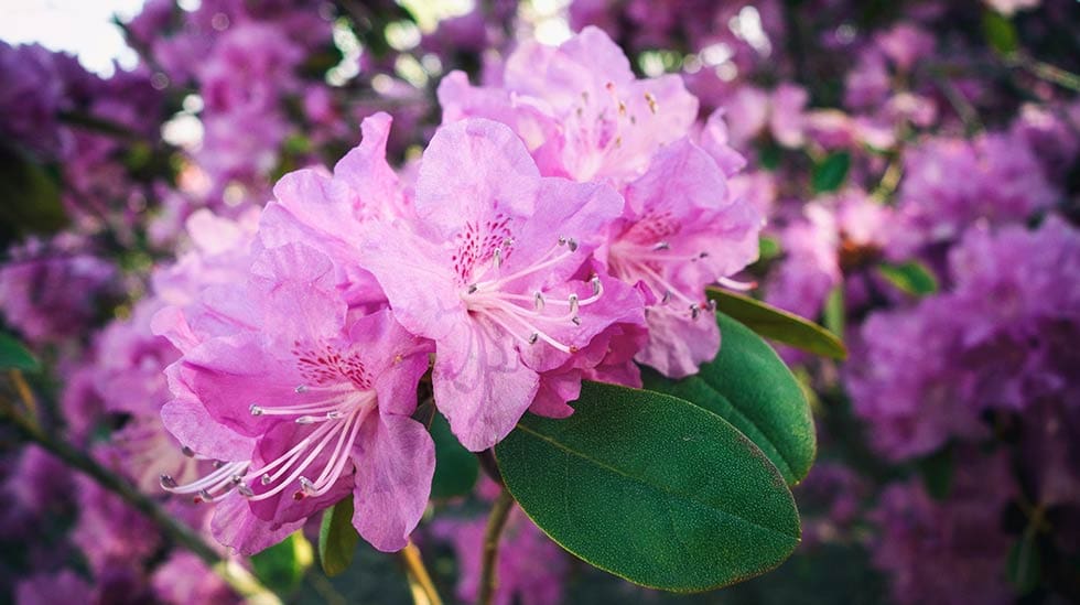 Komea alppiruusu (Rhododendron) on yleinen, mutta myrkyllinen pihakasvi. Pienen määrän syöminen aiheuttaa oireita kuitenkin vain harvoin. (Kuva: Olga Bi/Unsplash)