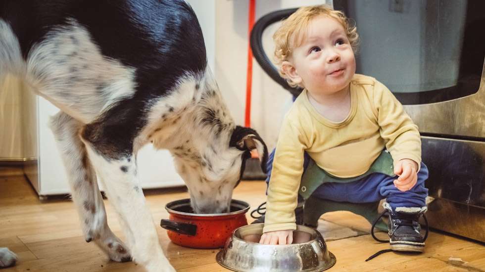 "Ei kai kukaan huomaa jos nopeasti maistan vähän näitä Vainun nappuloita?", mietti taapero, kun kätensä koiran ruokakuppiin työnsi. Kuva: iStock