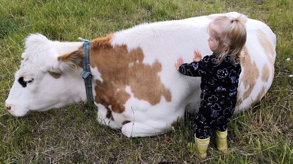 Kaiturin tilan lehmät eivät ole tuotantoeläimiä, vaan tilan emännän mukaan kulttuurintuottajia. Kuvassa kulttuurintuottaja Heilikki.