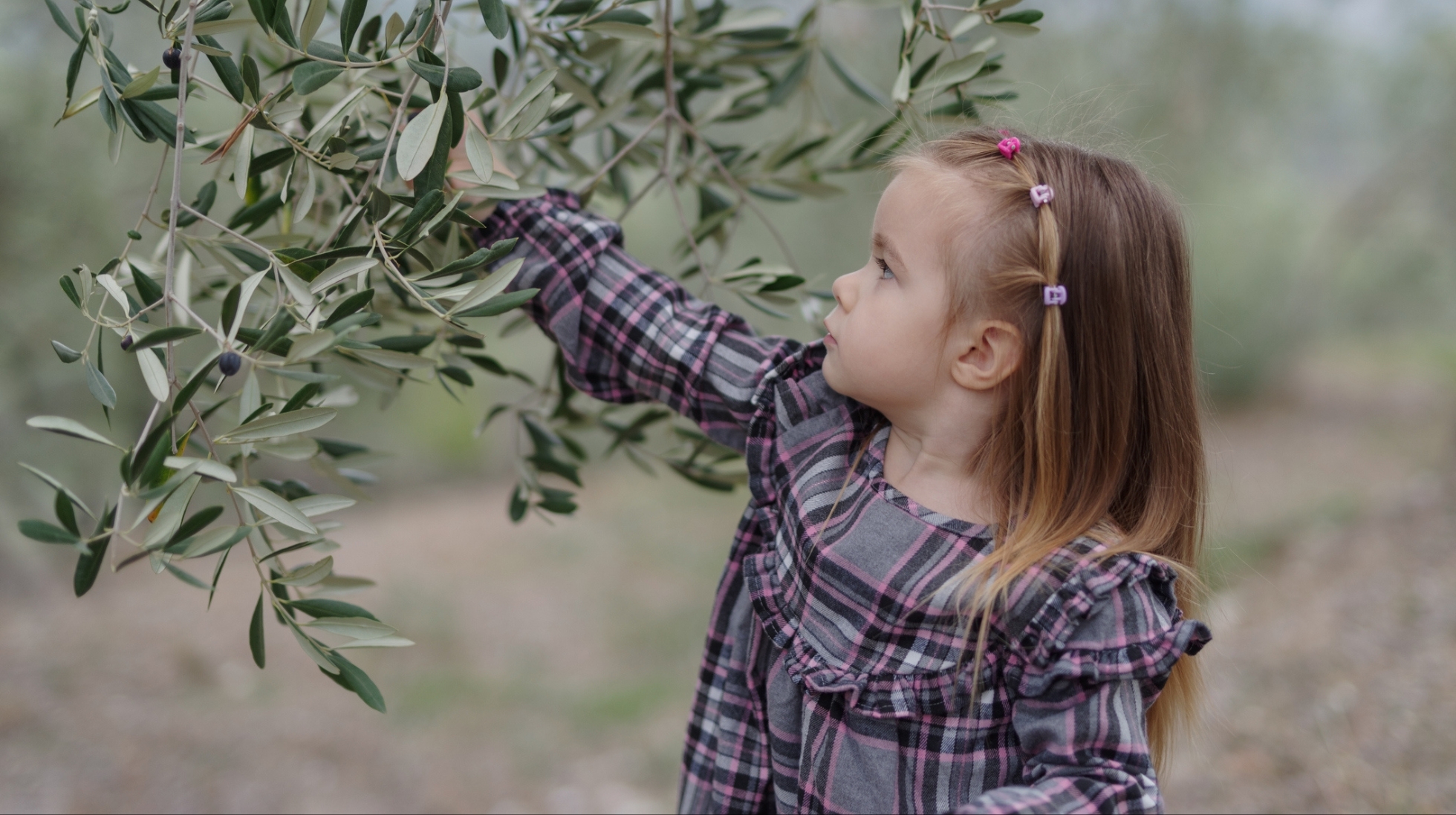 Tyttölapsi tutkii oliivipuuta